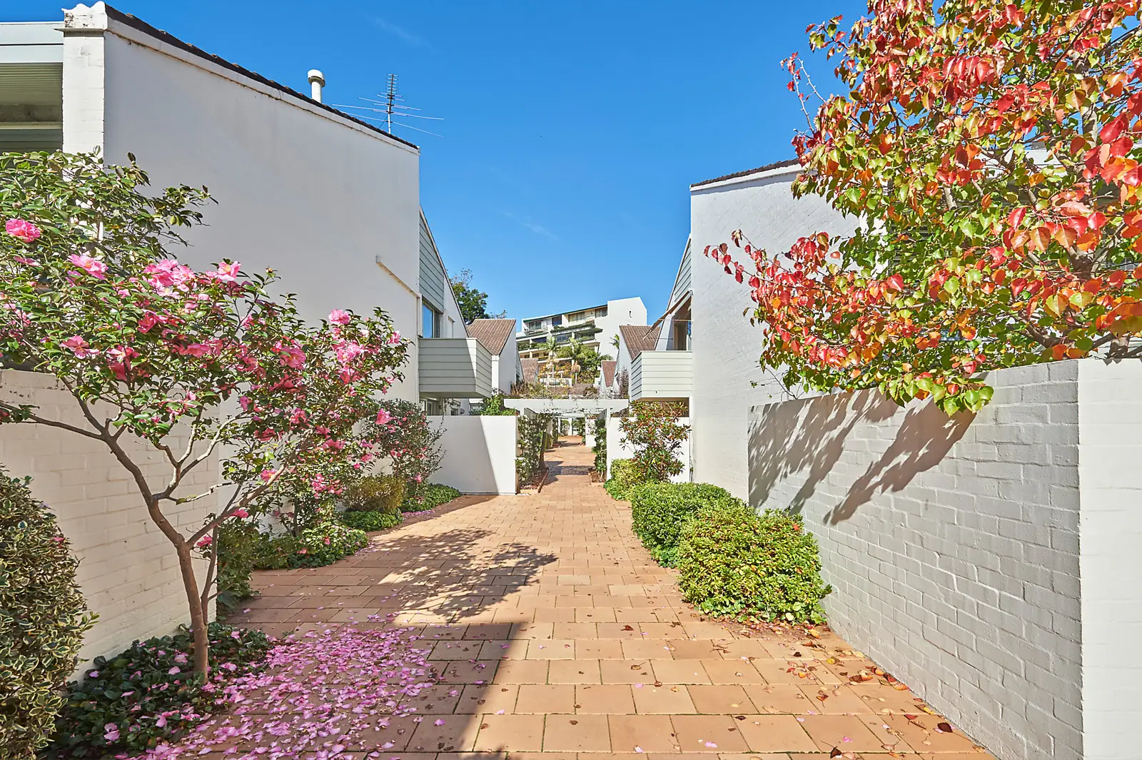 4/17 Albert Street, Edgecliff Sold by Bradfield Badgerfox - image 1