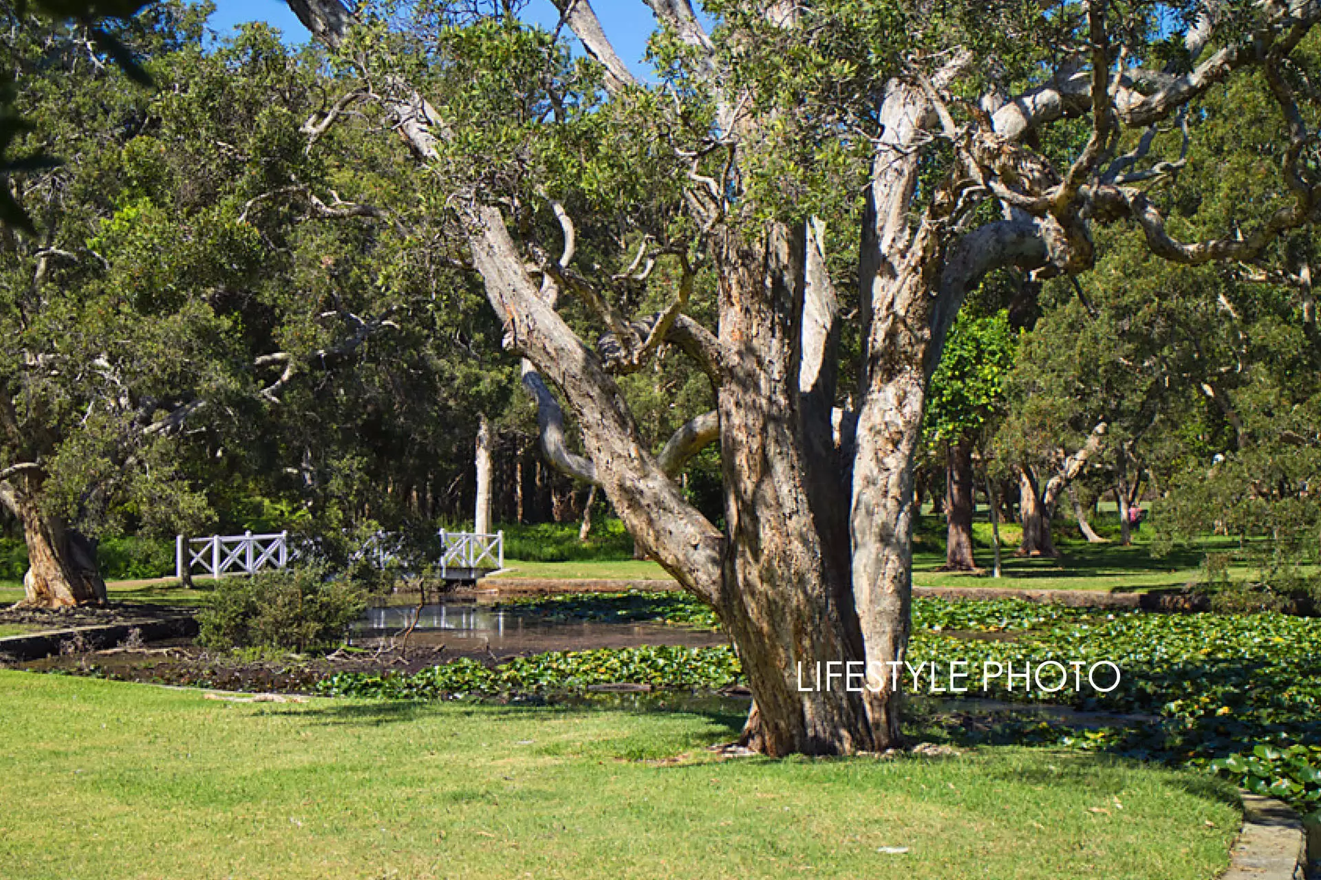 18 Roberts Avenue, Randwick Sold by Bradfield Badgerfox - image 1